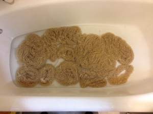 This is the yarn ramen in the bathtub being washed and rinsed 3 times.  Care must be made not to agitate the yarn or it will felt. 